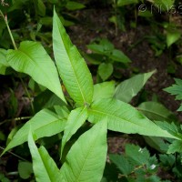Himalayan Knotweed